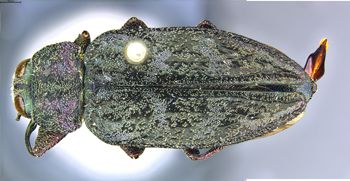 Media type: image;   Entomology 731879 Aspect: habitus dorsal view